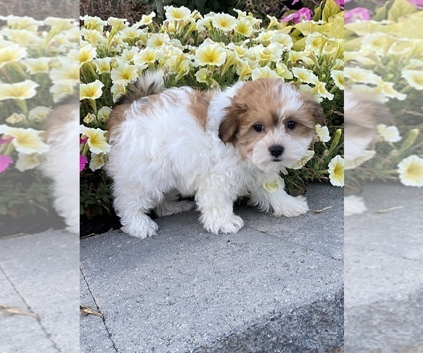 Medium Photo #3 Havanese Puppy For Sale in CANOGA, NY, USA