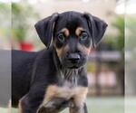 Small Mutt