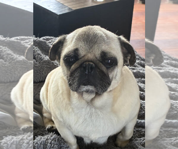 Medium Photo #3 Pug Puppy For Sale in St. Louis Park, MN, USA