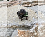 Small Photo #1 Dachshund Puppy For Sale in LOBELVILLE, TN, USA