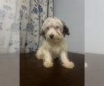 Small #12 Havanese