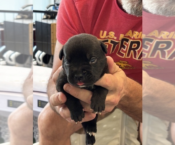 Medium Photo #32 Cane Corso Puppy For Sale in REEVESVILLE, SC, USA