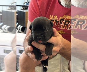 Medium Cane Corso