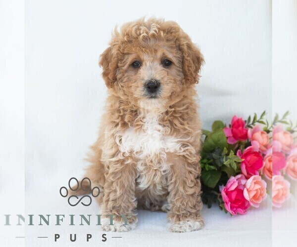 Medium Photo #4 Poochon Puppy For Sale in DORNSIFE, PA, USA