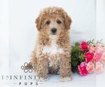 Small #3 Poochon