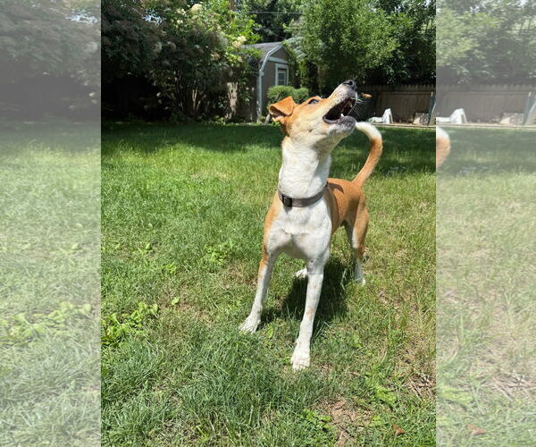 Medium Photo #4 Mutt Puppy For Sale in Germantown, OH, USA