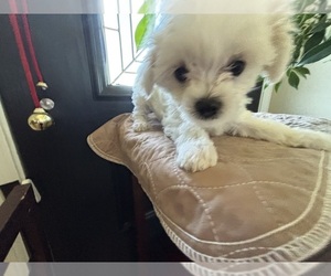 Maltese Puppy for sale in HARVEST, AL, USA