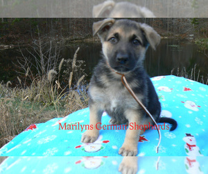German Shepherd Dog Puppy for sale in PIEDMONT, MO, USA