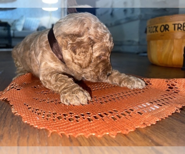 Medium Photo #6 Goldendoodle Puppy For Sale in RESACA, GA, USA