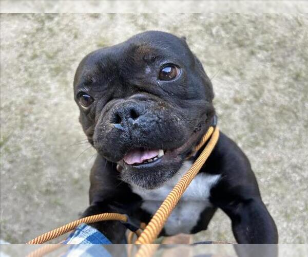 Medium Photo #1 Bulldog-Unknown Mix Puppy For Sale in Martinez, CA, USA