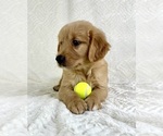 Small #4 Golden Retriever