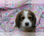 Puppy 8 Bernedoodle-Greater Swiss Mountain Dog Mix