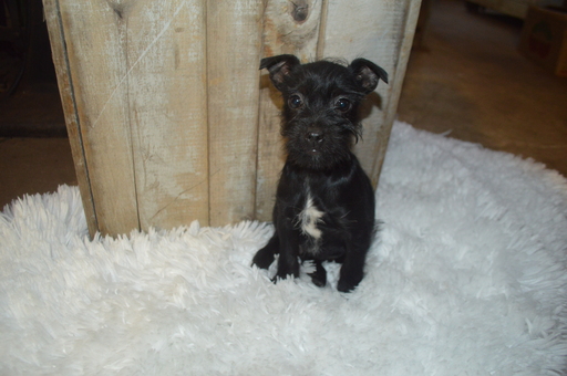 Medium Photo #1 -YorkiePoo Mix Puppy For Sale in HONEY BROOK, PA, USA