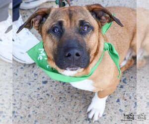 Basset Hound-Unknown Mix Dogs for adoption in Washington, DC, USA