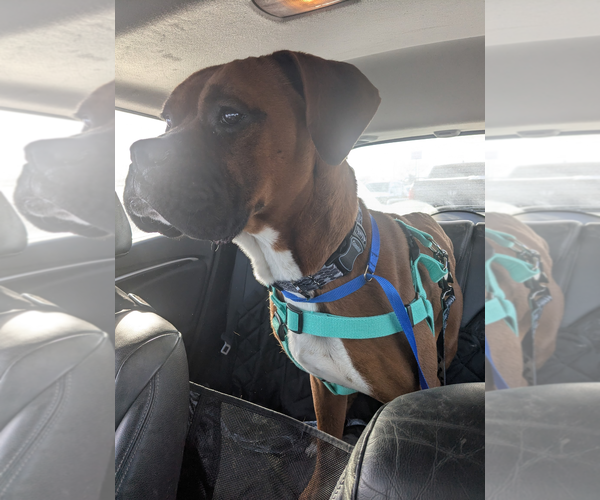 Medium Photo #3 Boxer Puppy For Sale in Burnsville, MN, USA