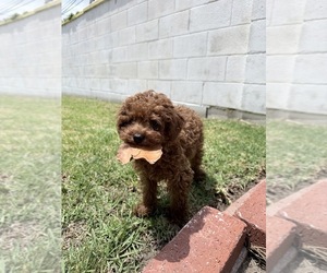Poodle (Toy) Puppy for sale in FONTANA, CA, USA