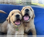Small #20 Golden Retriever