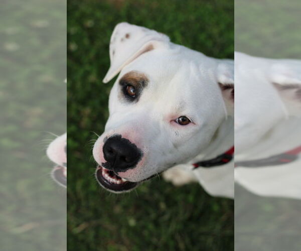 Medium Photo #4 American Pit Bull Terrier-Unknown Mix Puppy For Sale in Evansville, IN, USA