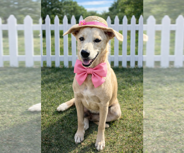 Medium Photo #1 Golden Labrador Puppy For Sale in Mt. Laurel, NJ, USA