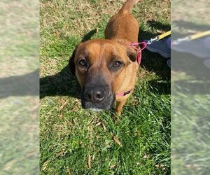 Black Mouth Cur-Unknown Mix Dogs for adoption in Earl, NC, USA