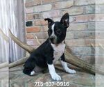 Small Boston Terrier