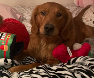 Father of the Golden Retriever puppies born on 10/06/2025
