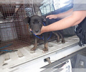 American Pit Bull Terrier-Unknown Mix Dogs for adoption in Oroville, CA, USA