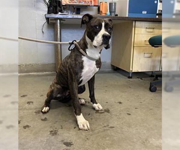 Medium Photo #1 Boxer Puppy For Sale in Camarillo, CA, USA