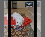 Small #2 Havanese-Zuchon Mix