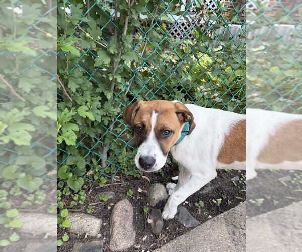 Medium Photo #4 Mutt Puppy For Sale in Mundelein, IL, USA