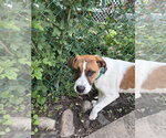Small #3 Mutt
