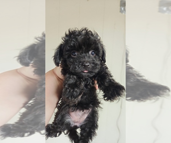 Medium Photo #3 Poovanese Puppy For Sale in RICHMOND, MO, USA