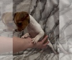 Small #12 Jack Russell Terrier