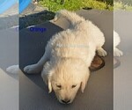 Small #14 English Cream Golden Retriever