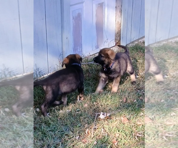 Medium Photo #7 German Shepherd Dog Puppy For Sale in HUNTLAND, TN, USA