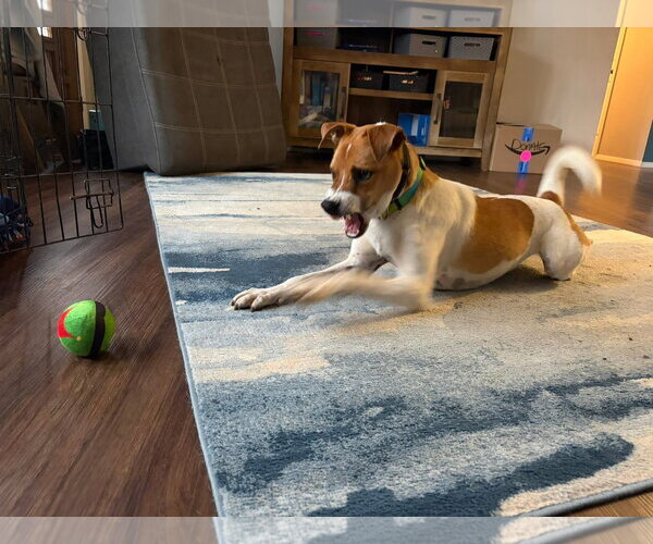 Medium Photo #3 Red Heeler-Unknown Mix Puppy For Sale in New London, WI, USA