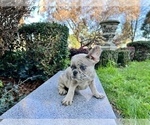 Small Photo #256 French Bulldog Puppy For Sale in HAYWARD, CA, USA