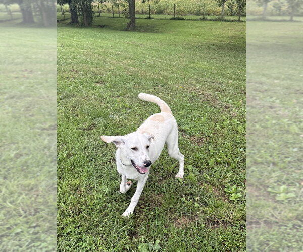 Medium Photo #3 Labrador Retriever-Unknown Mix Puppy For Sale in Osgood, IN, USA