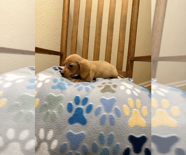Medium Photo #5 Dachshund Puppy For Sale in RIPLEY, MS, USA