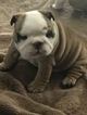 Small Photo #1 English Bulldogge Puppy For Sale in GRAY COURT, SC, USA