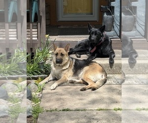 Father of the German Shepherd Dog puppies born on 04/02/2026