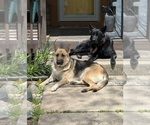 Small Photo #1 German Shepherd Dog Puppy For Sale in FORT WAYNE, IN, USA
