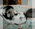 Small #1 Shih Tzu