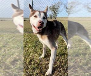 Siberian Husky Dogs for adoption in Rosenberg, TX, USA