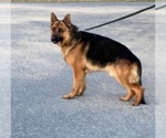 Small Photo #3 German Shepherd Dog Puppy For Sale in WESTBY, WI, USA