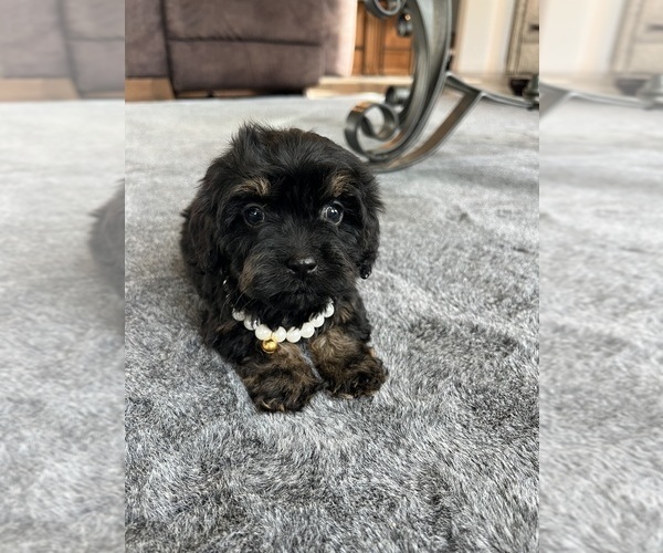 Medium Photo #13 Cavapoo Puppy For Sale in BELDING, MI, USA