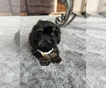 Small #12 Cavapoo