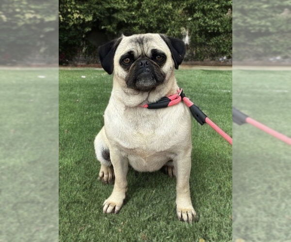 Medium Photo #3 Pug Puppy For Sale in Newport Beach, CA, USA
