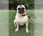 Small #2 Pug
