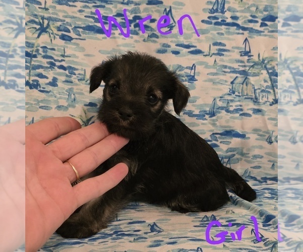 Medium Photo #13 Chizer Puppy For Sale in MONTEZUMA, GA, USA
